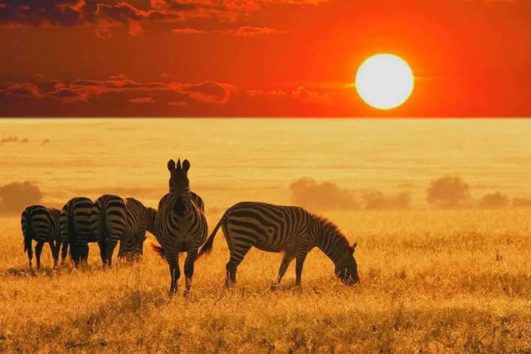 Viagem para a África do Sul